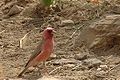 Pale rosefinch