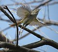 in flight