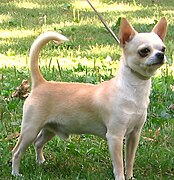 Chihuahueño