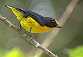 Male Violaceous Euphonia (Euphonia violacea)