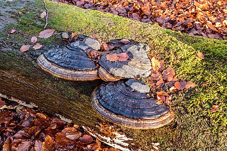 Echte tonderzwam (Fomes fomentarius) 25-12-2020 (actm.) 05