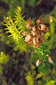 Erica cinerea