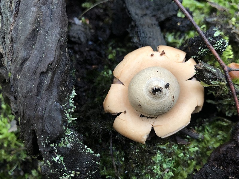 File:Geastrum triplex 81928489.jpg