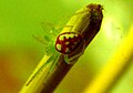 Araneus cingulatus, a species that builds its web in tree crowns. It is about 4 mm. long. This spider was collected in central North Carolina, USA.