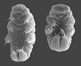 СЭМ-фотография Hypsibius dujardini