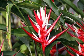 Heliconia angusta Red Holiday 0zz.jpg