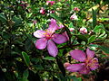 Fleurs de Rhodomyrtus tomentosa.