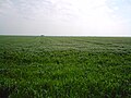 Champ de blé à Izbište