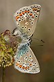 * Nomination: Brown argus, (Aricia agestis) in Natura 2000 protected area Greto dello Scrivia By User:Maurizio Carlini --Civvì 16:10, 12 October 2024 (UTC) * * Review needed