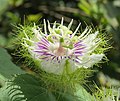 Passiflora foetida