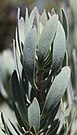 Protea pendula blare