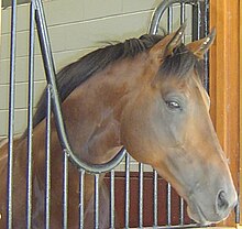 Tête d'un cheval bai sortant de son boxe muni de barreaux, dits « en col de cygne ».