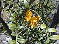 Flowers/leaves detail