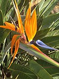 Strelitzia reginae flowers