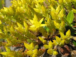 Sedum acre