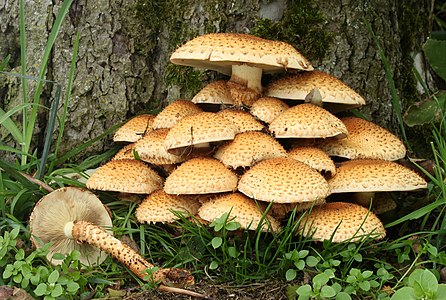 Pholiota squarrosa (Shaggy Scalycap)