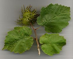 Kokveida lazda (Corylus colurna)