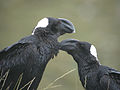 Dikbekraaf (Corvus crassirostris)