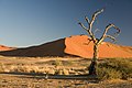 Camel Thorn Tree (Acacia erioloba) katika eneo la Sossusvlei