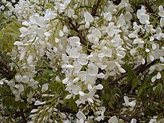 Wisteria sinensis "Alba".