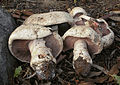 Agaricus bernardii