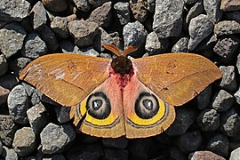 Owl moth (Automeris belti belti).jpg