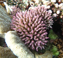 Acropora nana