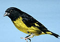 Yellow-bellied siskin