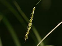 Carex strigosa