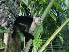 Mono cariblanco (Cebus capucinus)