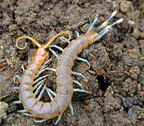 Myriapoda