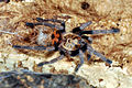 Ein Jungtier der Cyanblauen Venezuela-Vogelspinne (2011, Nikon D90 mit Makroblitz)