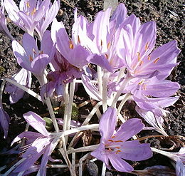 Colchicum byzantinum virágai