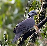 Columba elphinstonii