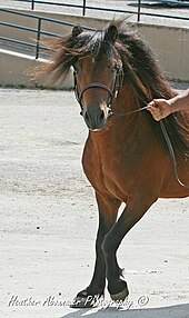 Photo de la tête d'un poney Dartmoor, teny par le mors.