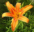 Deiriri reranjisi (orange daylily)