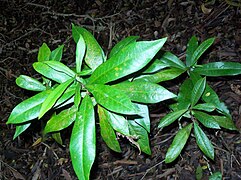 Eupomatia bennettii Coffs.jpg