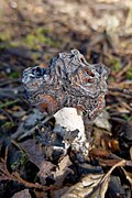 Gyromitra esculenta (26719626137).jpg