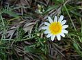 * Nomination Flowers, bud and leaves of a Crown Daisy (Glebionis coronaria) -- Alvesgaspar 13:03, 20 December 2013 (UTC) * Promotion Very good and the flower is perfectly within the DOF! --Cccefalon 09:46, 22 December 2013 (UTC)