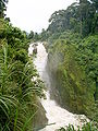 Forest around the Menchum falls