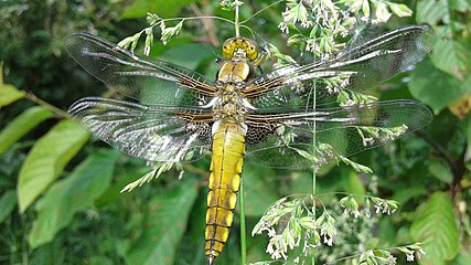 Libellule déprimée immature