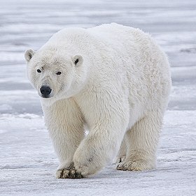 Indivíduo nas proximidades de Kaktovik, Ilha Barter, Alasca.