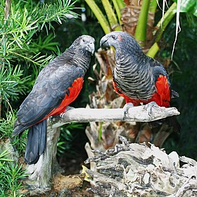 Dois psittrichas fulgidus em um zoológico nos Estados Unidos.