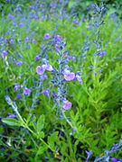 Salvia coahuilensis