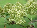 Cvjetovi Sambucus racemosa