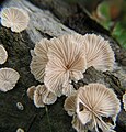 Schizophyllum commune in Missouri, US