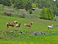 Magerwiesen und Trockensteppen (ehemalige Äcker) in der Riebe (Zeneggen)