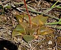 Haworthia retusa has a recognisable shiny leaf-face on its retuse leaves, and a light green colour.