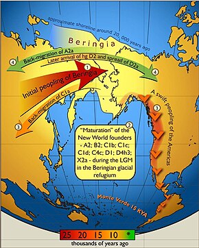 Schematic illustration of maternal gene flow in and out of Beringia.Colours of the arrows correspond to approximate timing of the events and are decoded in the coloured time-bar. The initial peopling of Berinigia (depicted in light yellow) was followed by a standstill after which the ancestors of Indigenous Americans spread swiftly all over the New World, while some of the Beringian maternal lineages–C1a-spread westwards. More recent (shown in green) genetic exchange is manifested by back-migration of A2a into Siberia and the spread of D2a into north-eastern America that post-dated the initial peopling of the New World.