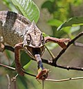 Thumbnail for File:Oustalet's chameleon (Furcifer oustaleti) male feeding Anja Community Reserve 3e.jpg